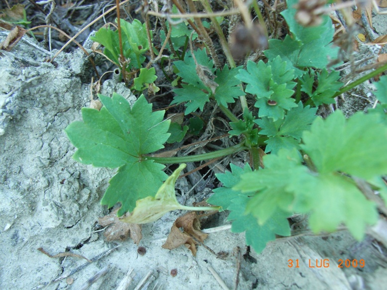 spiaggia montenero2 - Ranunculus cfr. sardous